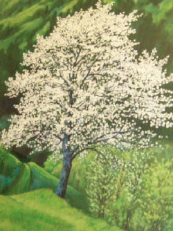 Ciliegio in fiore